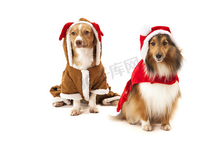 两只狗穿着圣诞老人的衣服