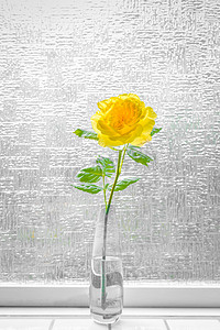 橱窗夏天摄影照片_橱窗里的黄玫瑰