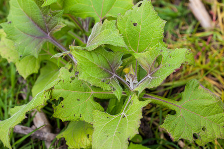 海南食物摄影照片_Yacon (Smallanthus sonchifolius) 植物在有机栽培 fi