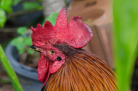 红色-橙色斗鸡，斗鸡。