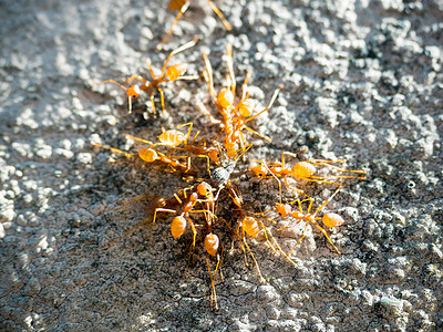 关闭群蚂蚁吃昆虫