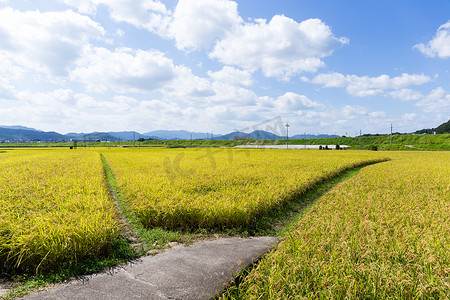 水稻草甸之间的人行道