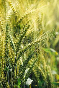 绿色黑小麦耳朵，小麦和黑麦的杂交种在田间