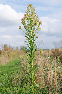 马草（Conyza canadensis）