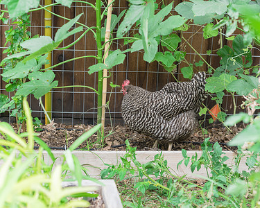 母鸡下蛋摄影照片_在美国得克萨斯州达拉斯附近的有机菜园里，自由放养的 Marans 养殖下蛋母鸡