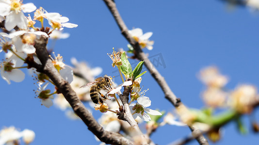 蜜蜂在花中采集花粉