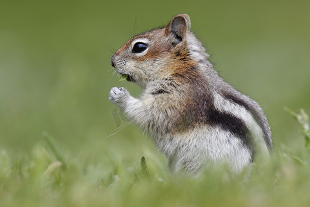 Golden-mantled Ground Squirrel - 加拿大贾斯珀国家公园