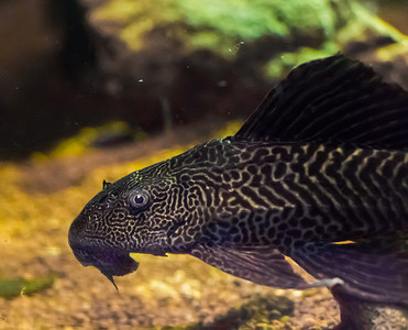底层居民 suckermouth 虎鲶鱼也被称为普通 pleco 来自南美洲的热带水族馆鱼宠物