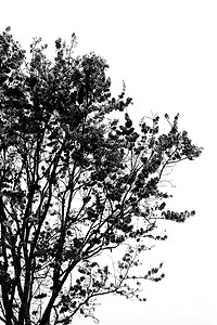 树剪影剪影摄影照片_花在天空中的剪影，背景的自然