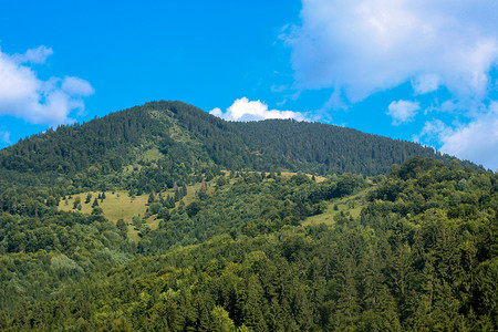 不同的树摄影照片_山的风景有森林和不同的树的