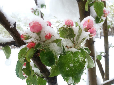 花上的雪摄影照片_苹果树花上的雪关闭