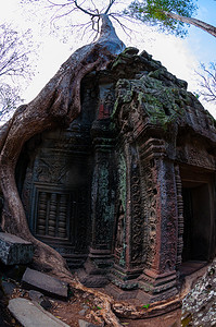 有根的树摄影照片_有根的树坐在石庙 Ta Prohm 上