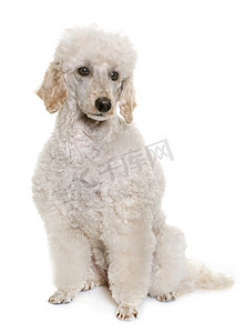 白色贵宾犬摄影照片_工作室里的白色贵宾犬