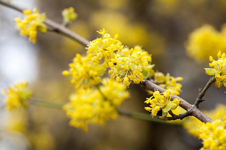开开始摄影照片_树枝上开着黄色的花朵