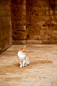 非洲摩洛哥和房子里的孤猫