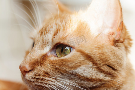 一只红猫，头像大头像，在阳光下眯着眼睛，嗨