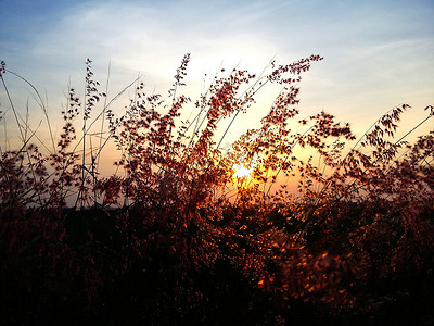 夕阳下的剪影花与五颜六色的天空