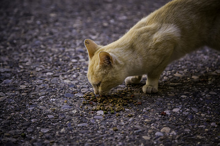 流浪猫吃东西