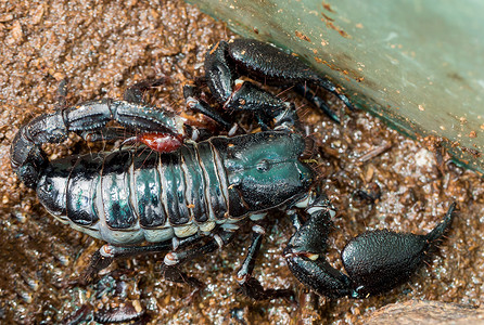 皇帝蝎子 (Pandinus imperator)