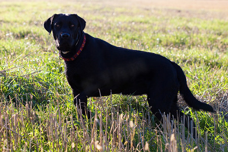 绿色田野中的大黑狗