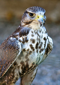 猎隼 (Falco cherrug) - 纵向