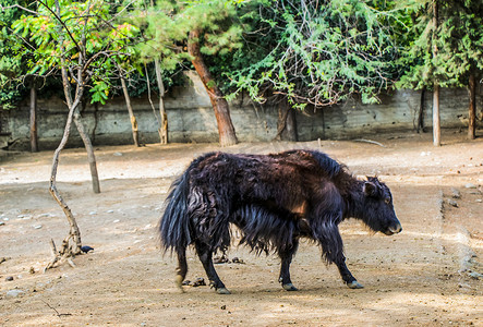 黑毛牛在动物园展出