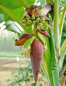 树叶花瓣摄影照片_香蕉花植物 香蕉花植物