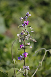 花缠绕摄影照片_Lablab purpureus 的花