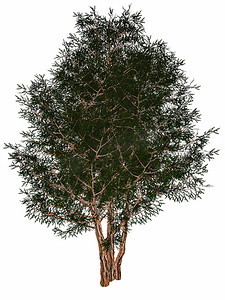 英国或欧洲红豆杉，红豆杉 baccata 树 — 3D 渲染