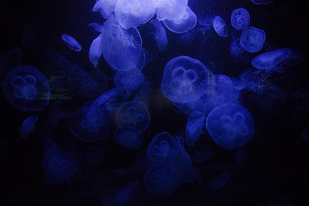水母壁纸摄影照片_水下水母，深色背景，蓝色光，野生动物海洋动物。