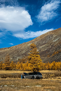 SUV 在阿尔泰山的一棵树下。