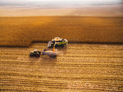 在绿色的大田里收割玉米。