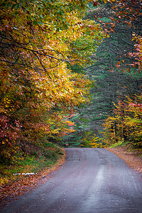 深秋，县道沿线树叶颜色的变化。