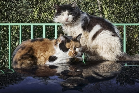 阳光明媚的日子里，两只猫在车顶