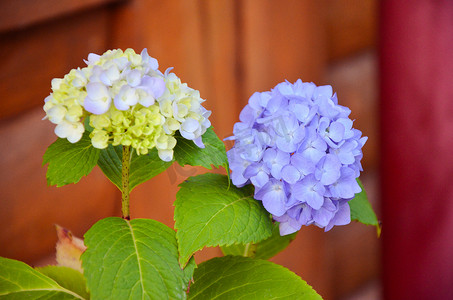 花园中的淡蓝色绣球花