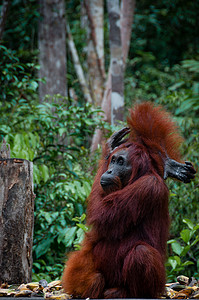 坐在印度尼西亚婆罗洲的猩猩