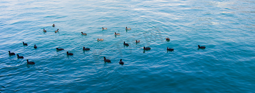 水背景下水面上的鸟群