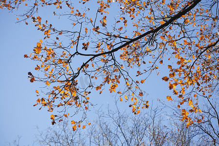 树叶片摄影照片_黄色的橡树叶
