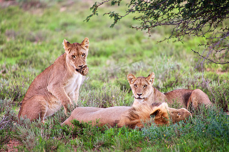kgalagadi 跨境公园南非一侧的狮子