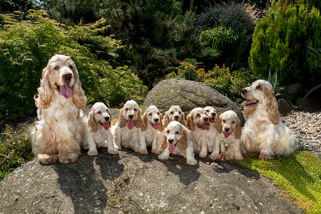 公鸡英语摄影照片_英国可卡犬家庭与小狗