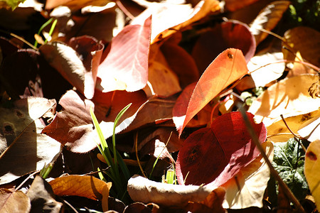 秋叶在阳光下