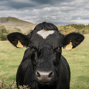 牛牧场摄影照片_奶牛养殖形象