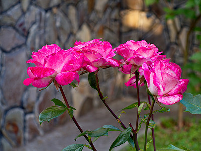一朵美丽的玫瑰花和精致的粉红色白色花瓣将成为任何花束或组合的装饰品。
