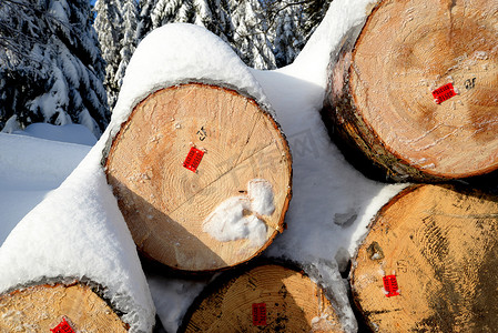 树木被砍伐摄影照片_被砍伐的树木的树干排成一排，被雪覆盖
