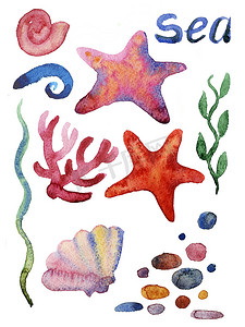套不同的海贝壳、珊瑚和海星。