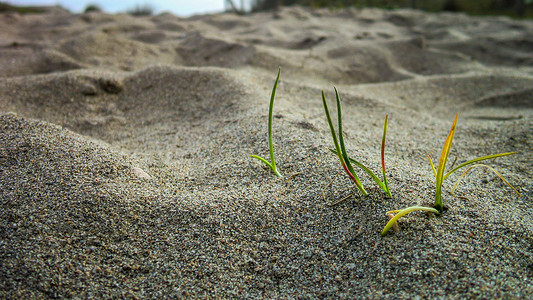 沙地上的一丛草