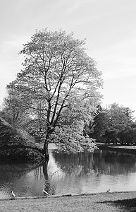 卡通大树摄影照片_爱沙尼亚池塘岸边的大树