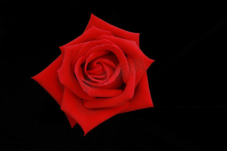 黑色屏幕上红色玫瑰花的顶视图。