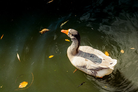 鸭子游泳摄影照片_野鸭在池塘里游泳