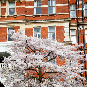 树文化墙摄影照片_欧洲伦敦红砖墙和 histo 的树窗